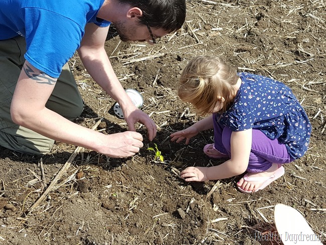 Daddy and Della planting tomatos {Reality Daydream}