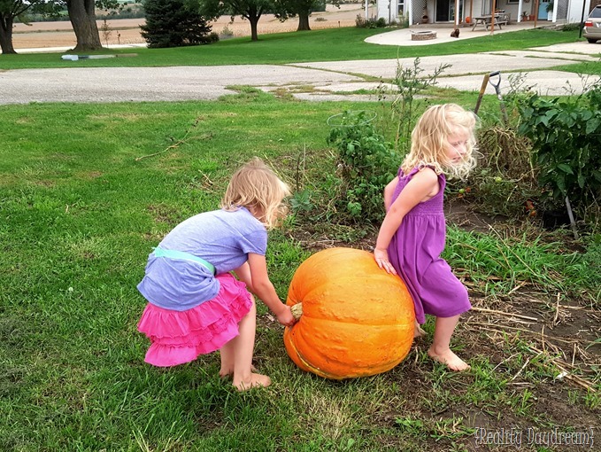 Giant harvest of pumpkin! {Reality Daydream}