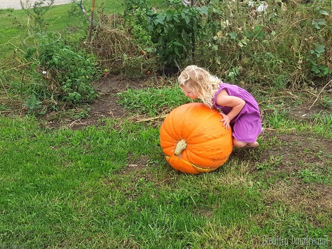 GIANT pumpkin harvest {Reality Daydream}