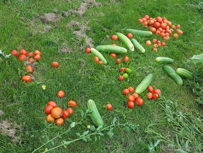 Our garden haul {Reality Daydream}