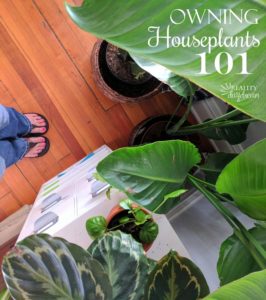 Lots-of-tips-for-curing-your-black-thumb-and-keeping-houseplants-alive-101-Reality-Daydream